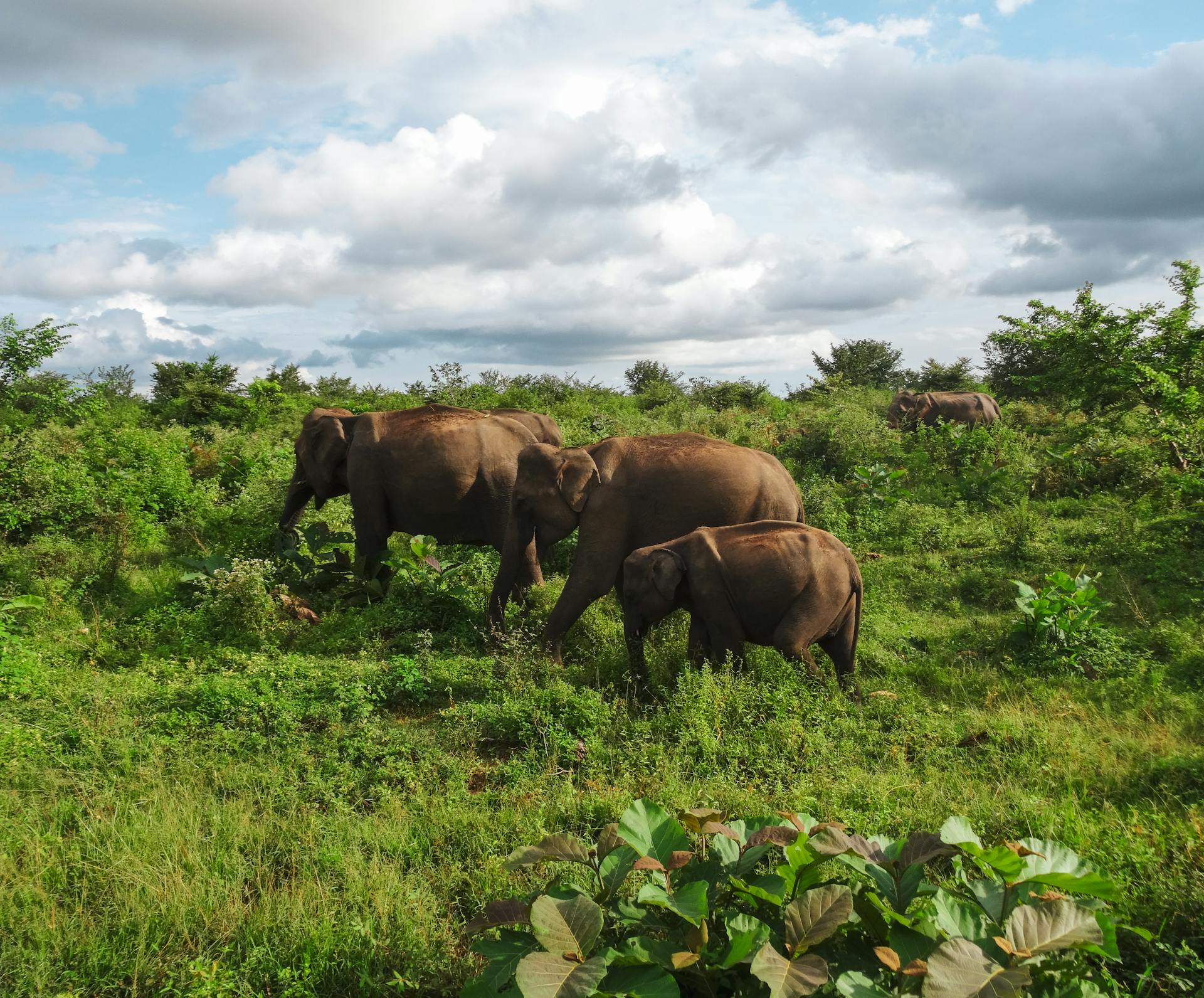 Udawalawe Elephant Safari - Questline Travels