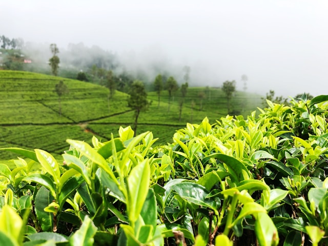 Nuwara Eliya Tea Trail Experience - Questline Travels