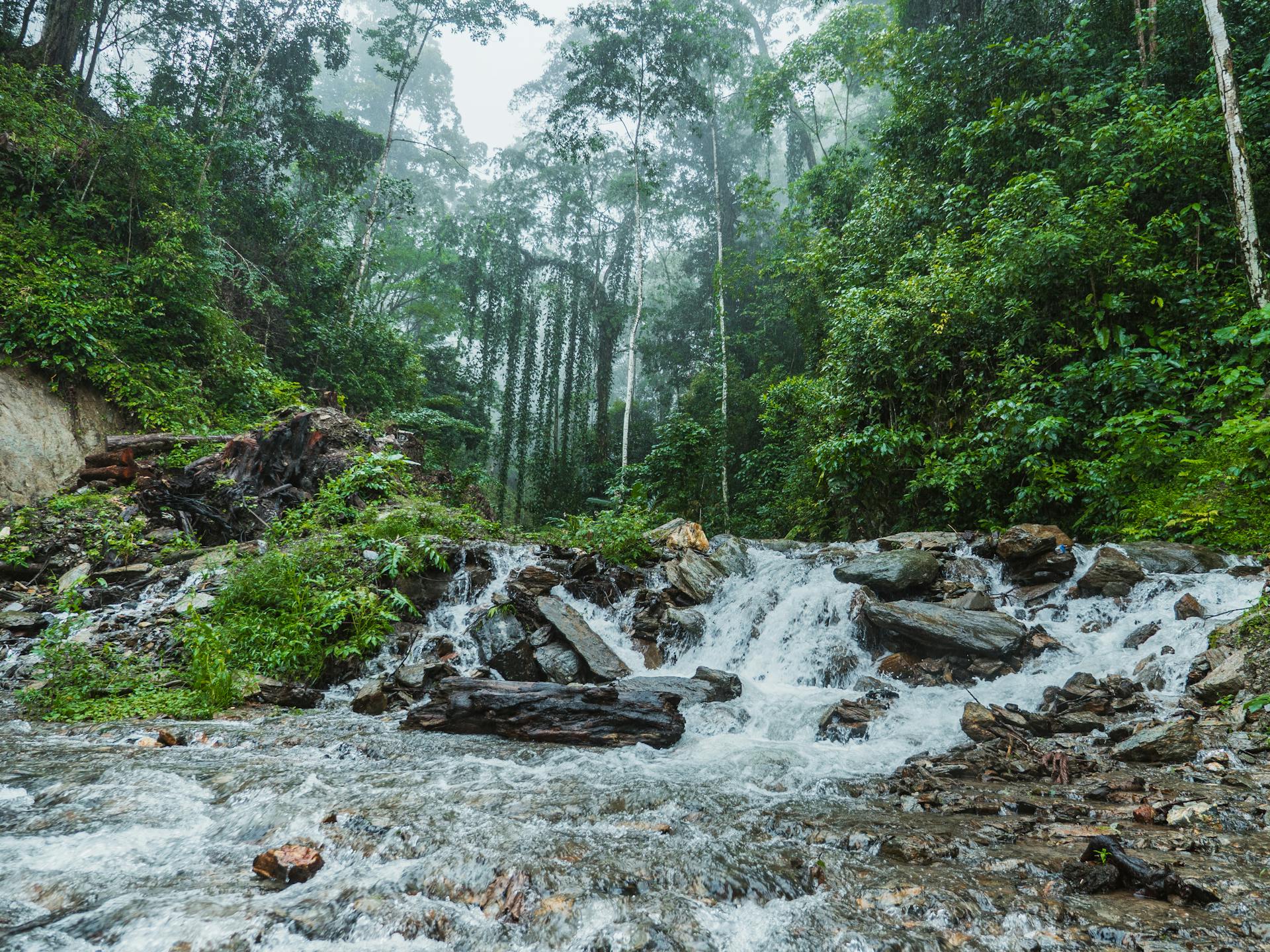 Sinharaja Rainforest Trek - Questline Travels